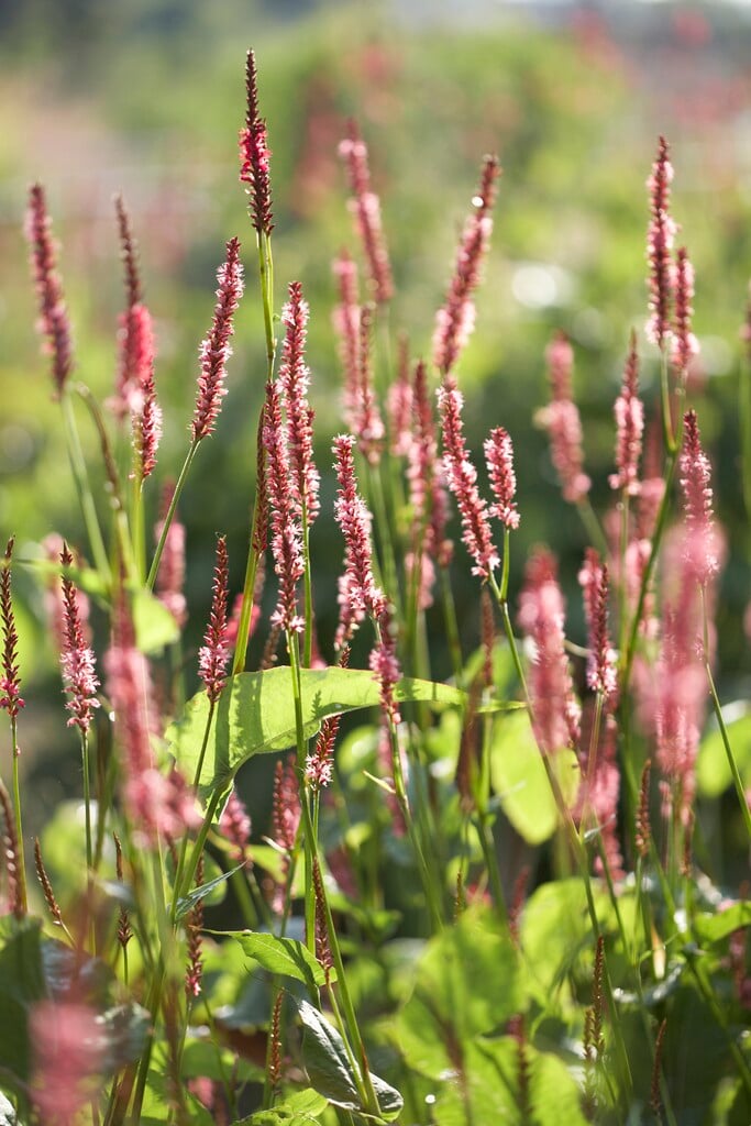 red bistort 'Rowden Gem'