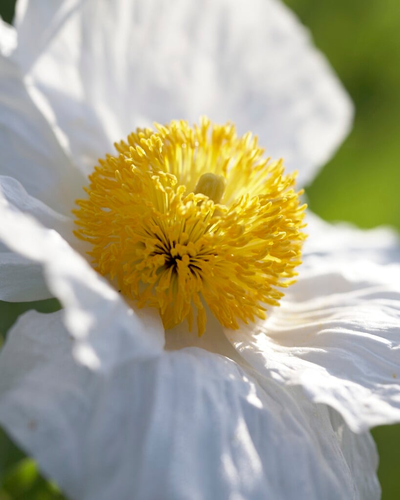 oriental poppy 'Manhattan'