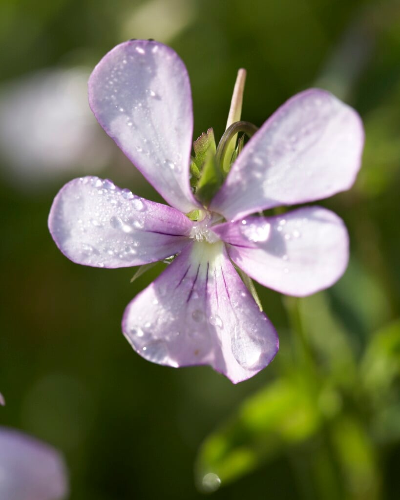 horned pansy 'Victoria's Blush'