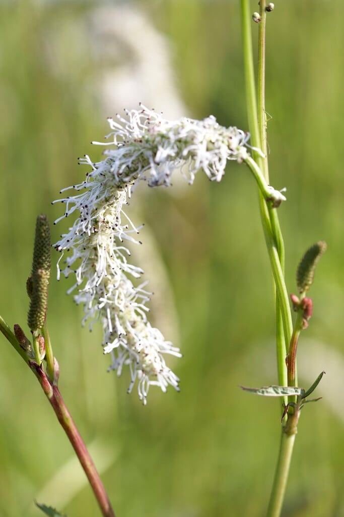 Italian burnet