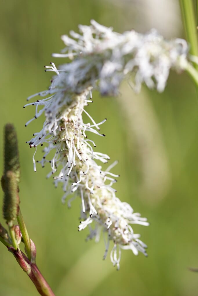 Italian burnet