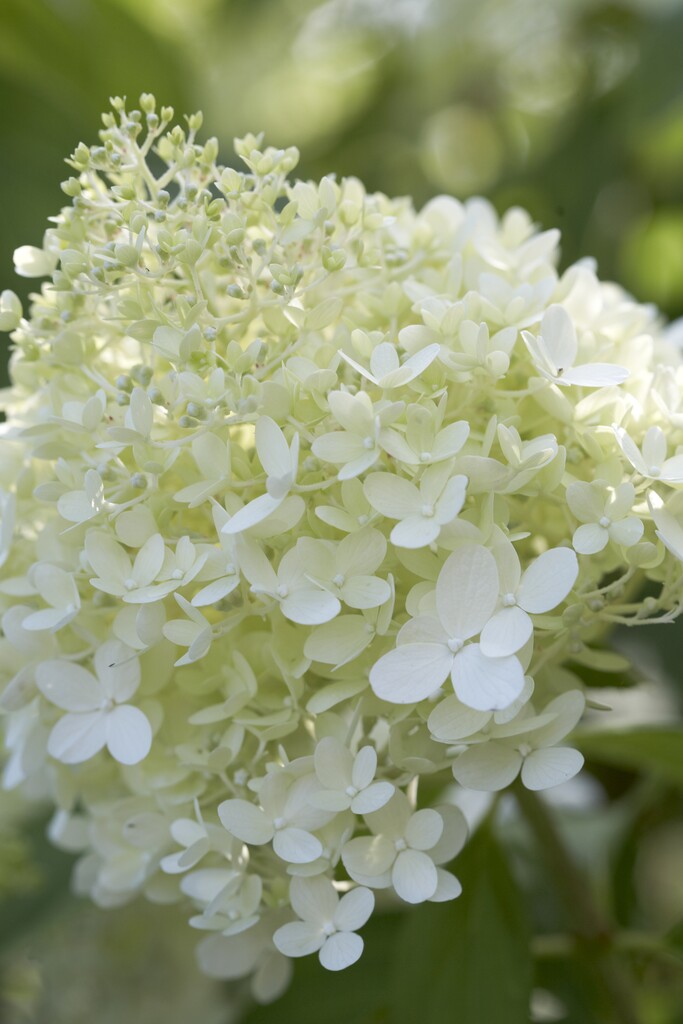 panicled hydrangea 'Limelight'