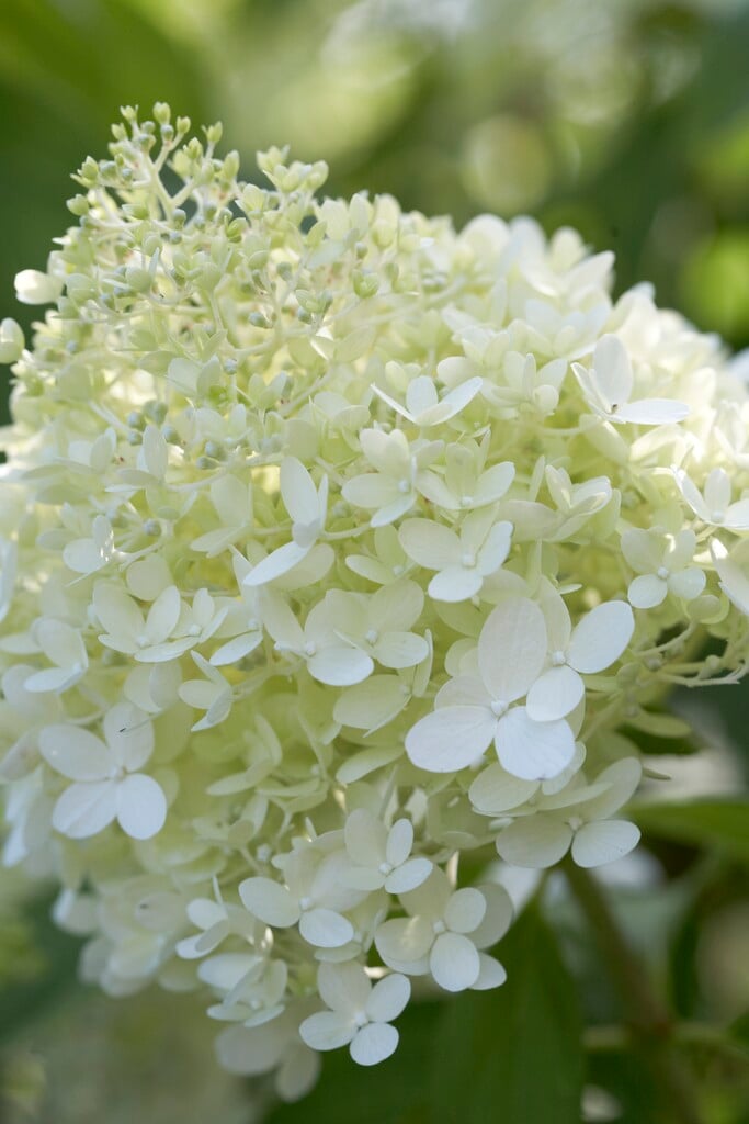 panicled hydrangea 'Limelight'