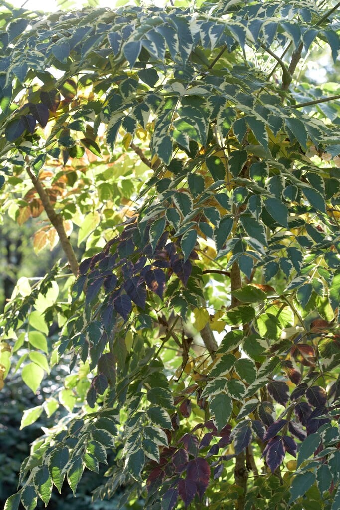 <i>Aralia</i> <i>elata</i> 'Golden Umbrella' (v)