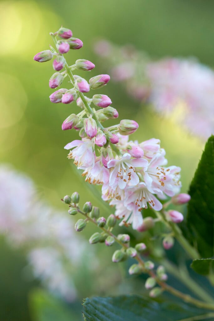 summer sweet 'Rosea'