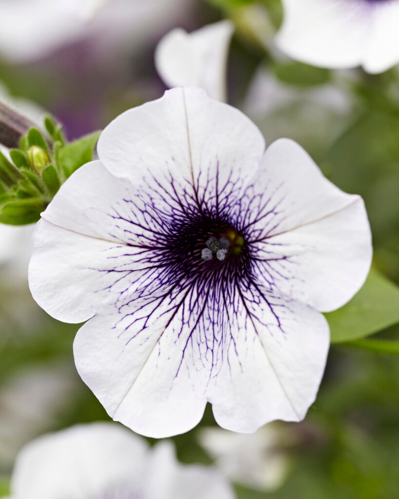petunia [Surfinia Blue Vein]