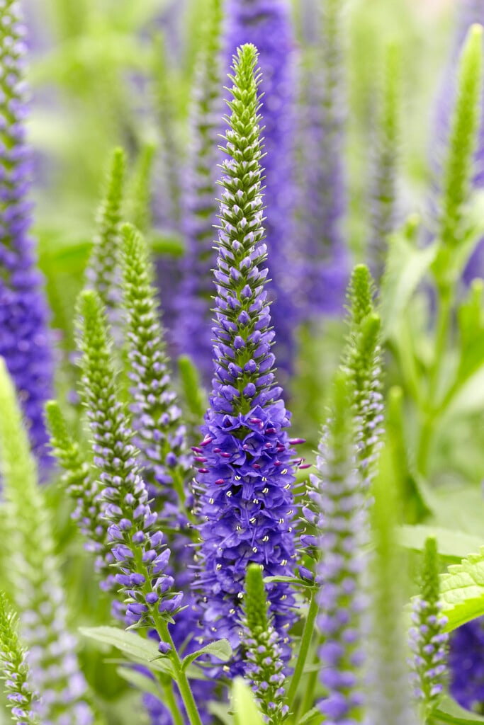 spiked speedwell 'Rocket Power Blue'