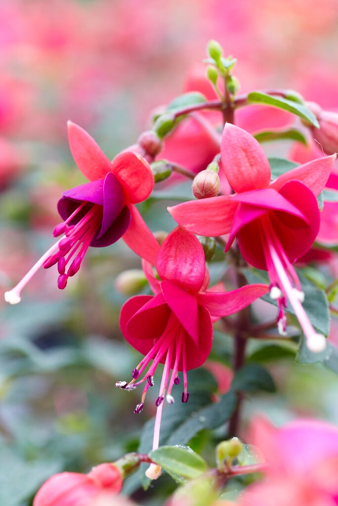 <i>Fuchsia</i> 'Cecilia'