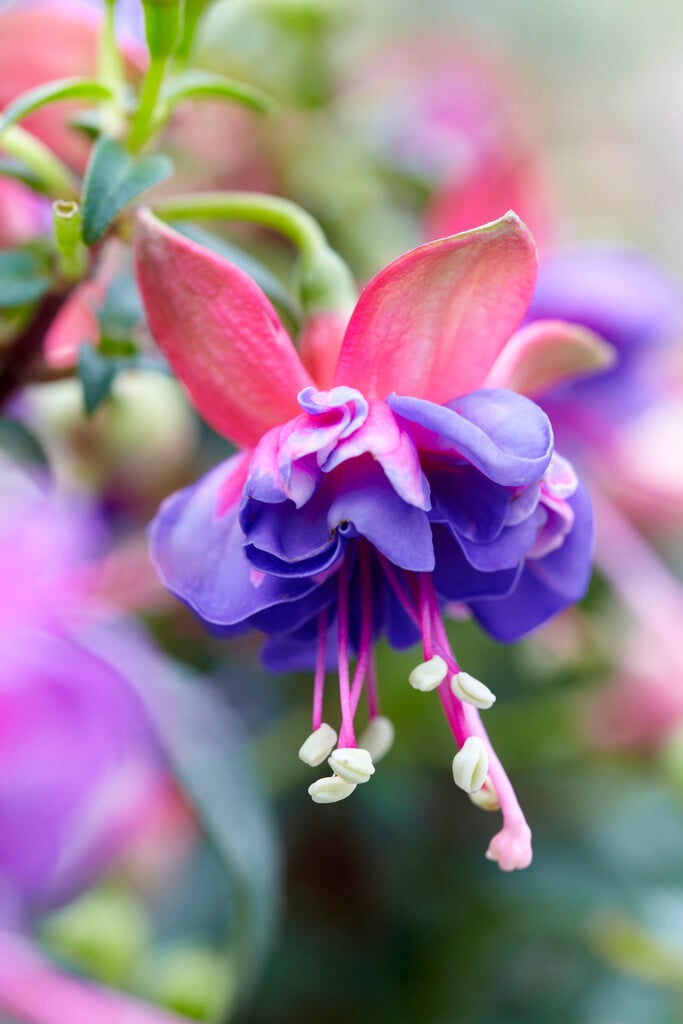 fuchsia 'Winston Churchill'