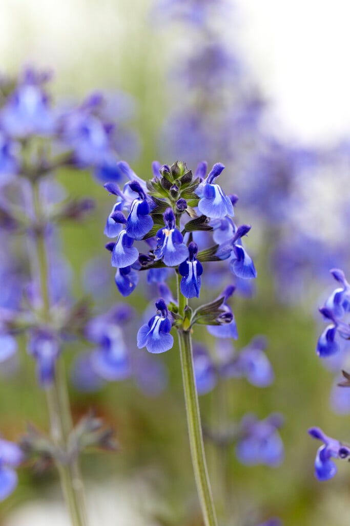<i>Salvia</i> <i>nana</i> 'Curling Waves'