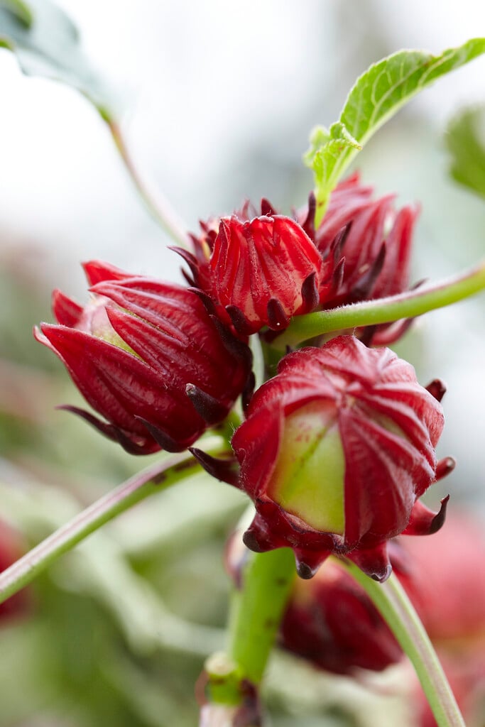 red sorrel