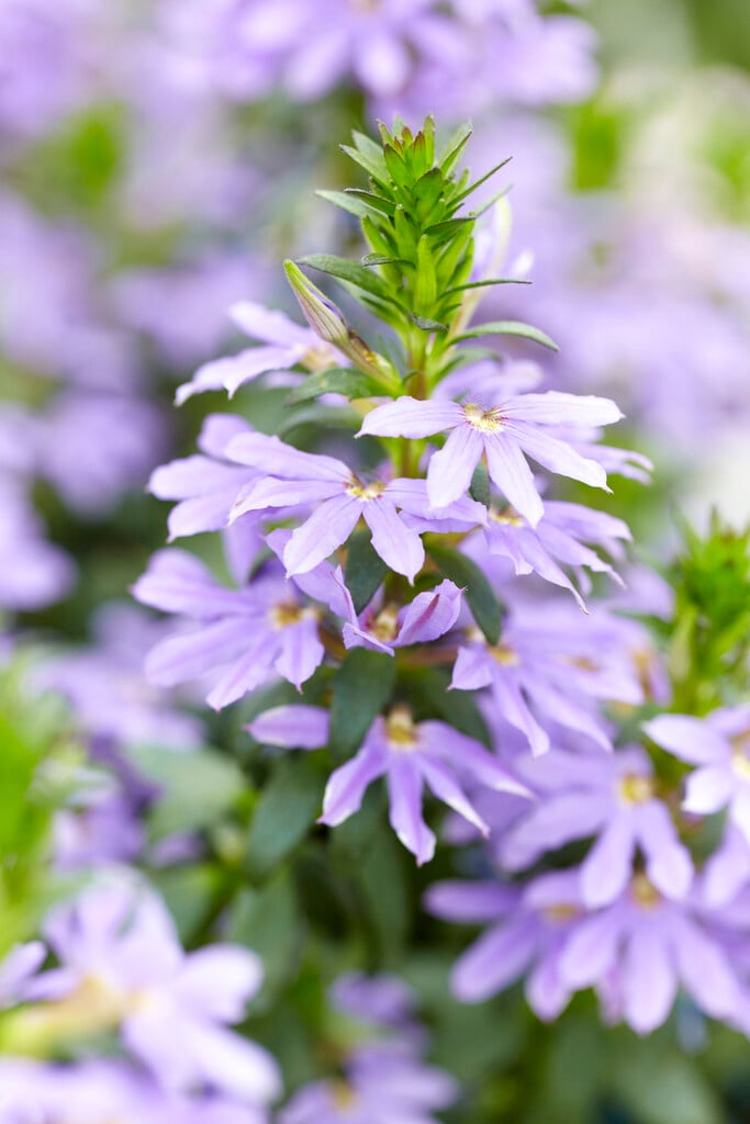 <i>Scaevola</i> [<span style="font-variant: small-caps;">Blauer Facher</span>] ('Saphira')
