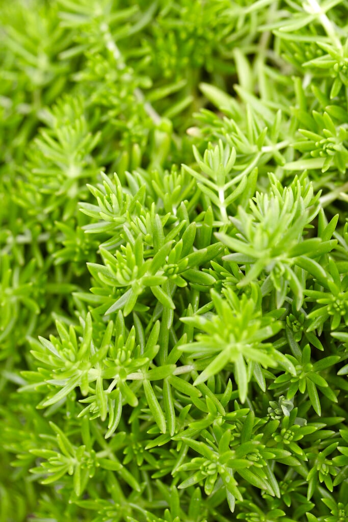 <em>Sedum</em> 'Lemon Ball'