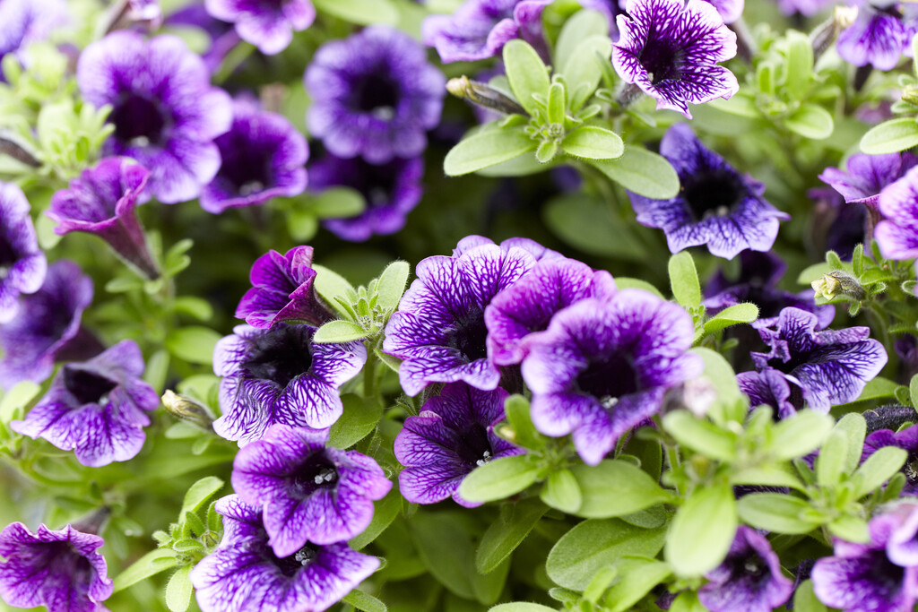 <i>Petunia</i> [<span style="font-variant: small-caps;">Littletunia Blue Vein</span>] (Littletunia Series)