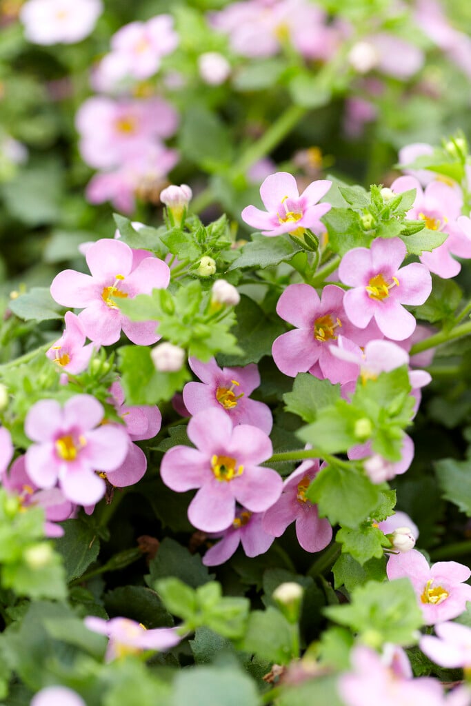 <i>Chaenostoma</i> <i>cordatum</i> [<span style="font-variant: small-caps;">Scopia Great Pink Beauty</span>] ('Dancop35') (Scopia Series)