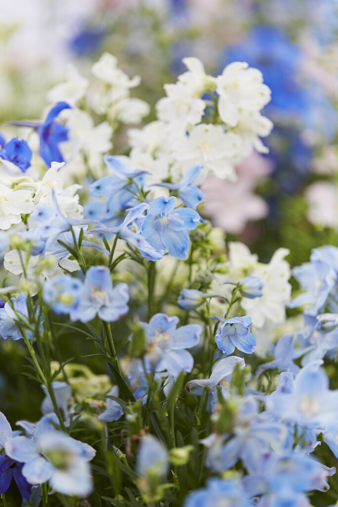 <i>Delphinium</i> <i>grandiflorum</i> 'Summer Stars' (Summer Series)