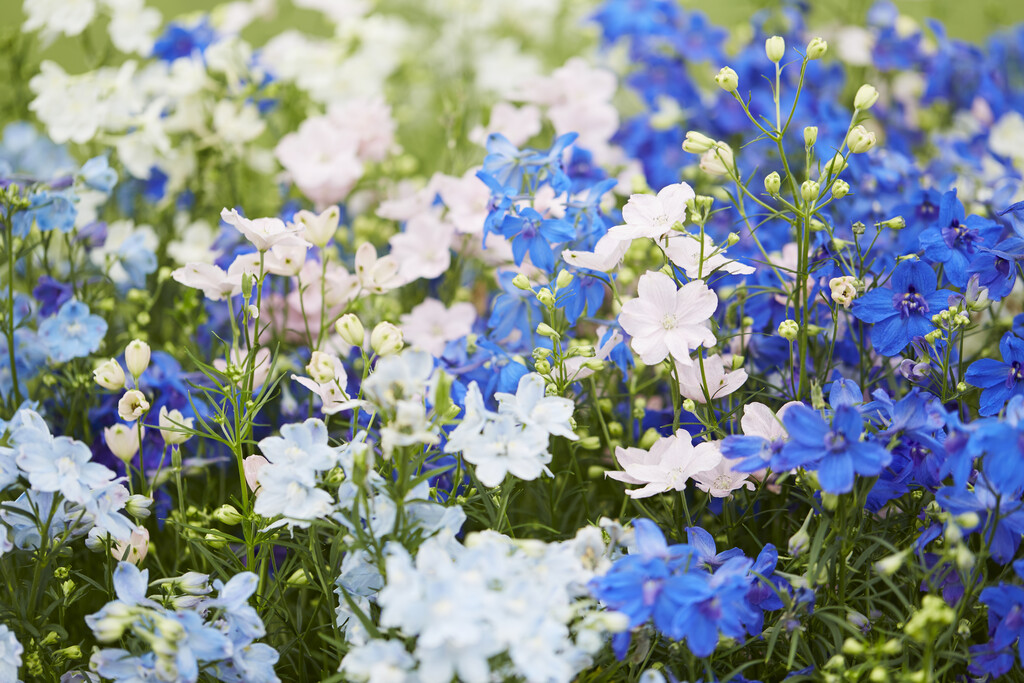 <i>Delphinium</i> <i>grandiflorum</i> 'Summer Stars' (Summer Series)