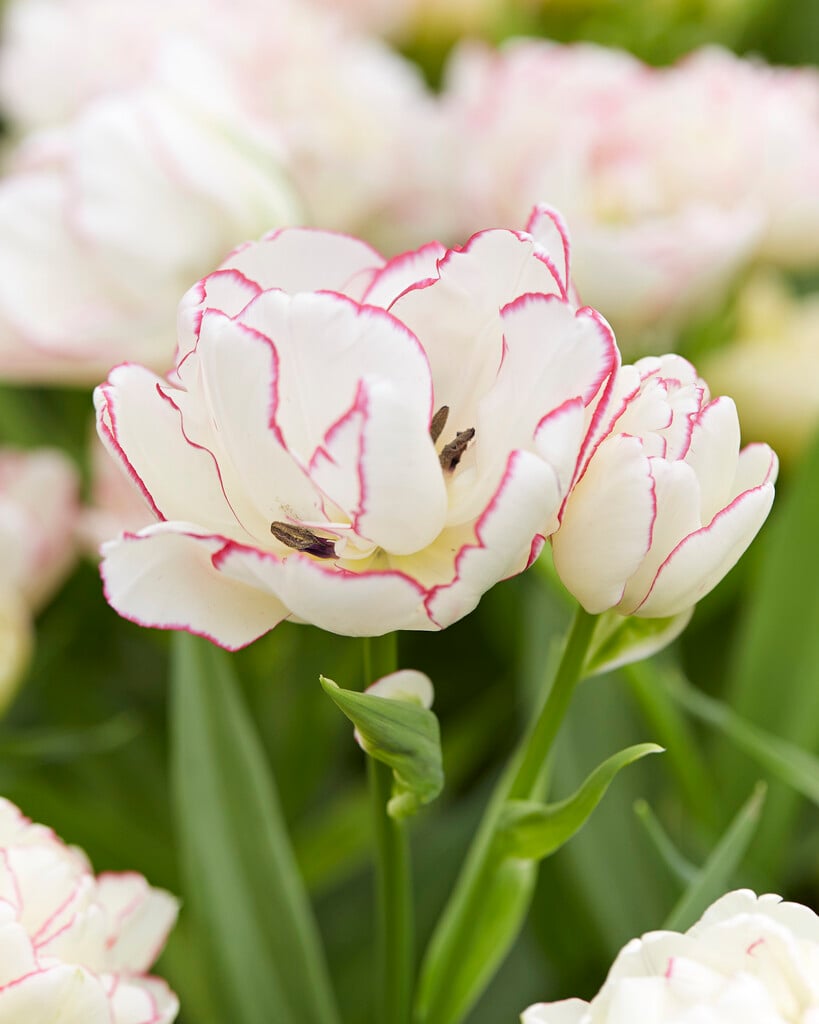 tulip 'Belicia'
