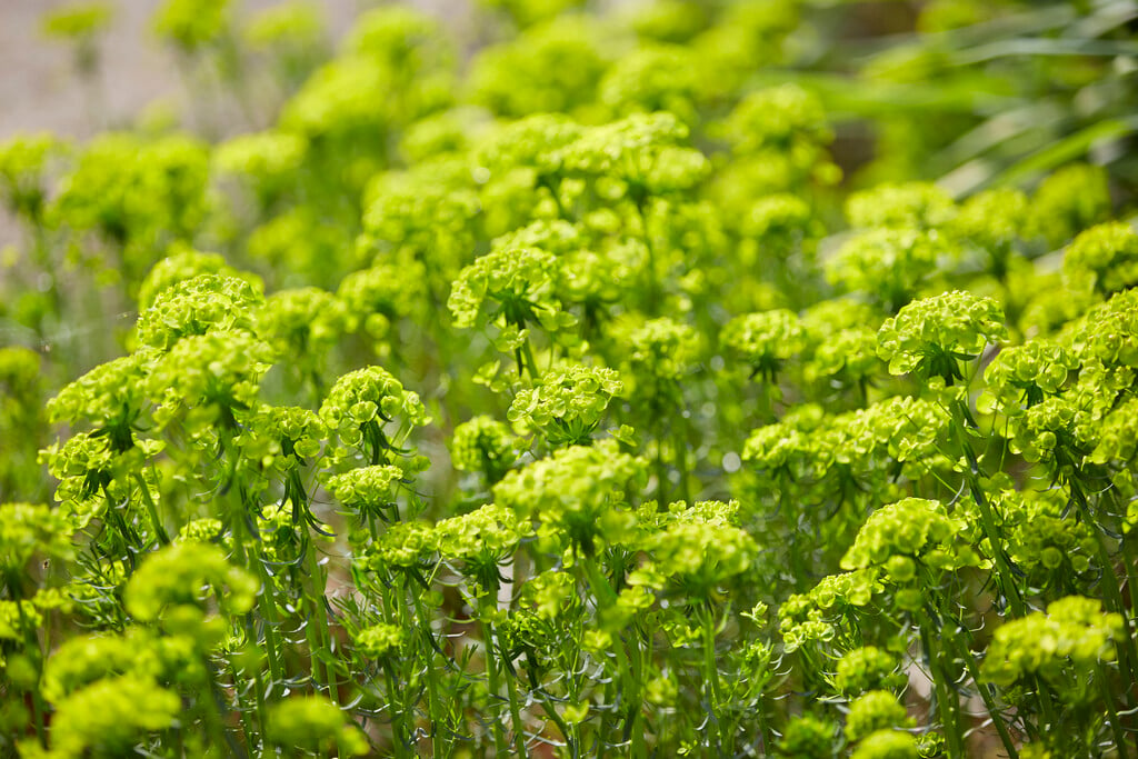 <i>Euphorbia</i> <i>cyparissias</i> 'Tall Boy'