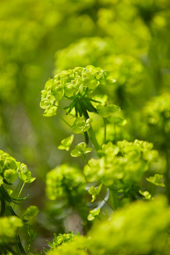 <i>Euphorbia</i> <i>cyparissias</i> 'Tall Boy'