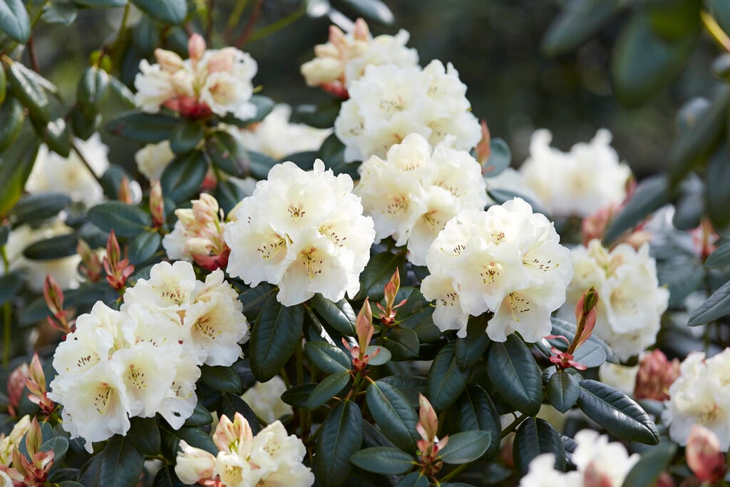 rhododendron 'Rothenburg'