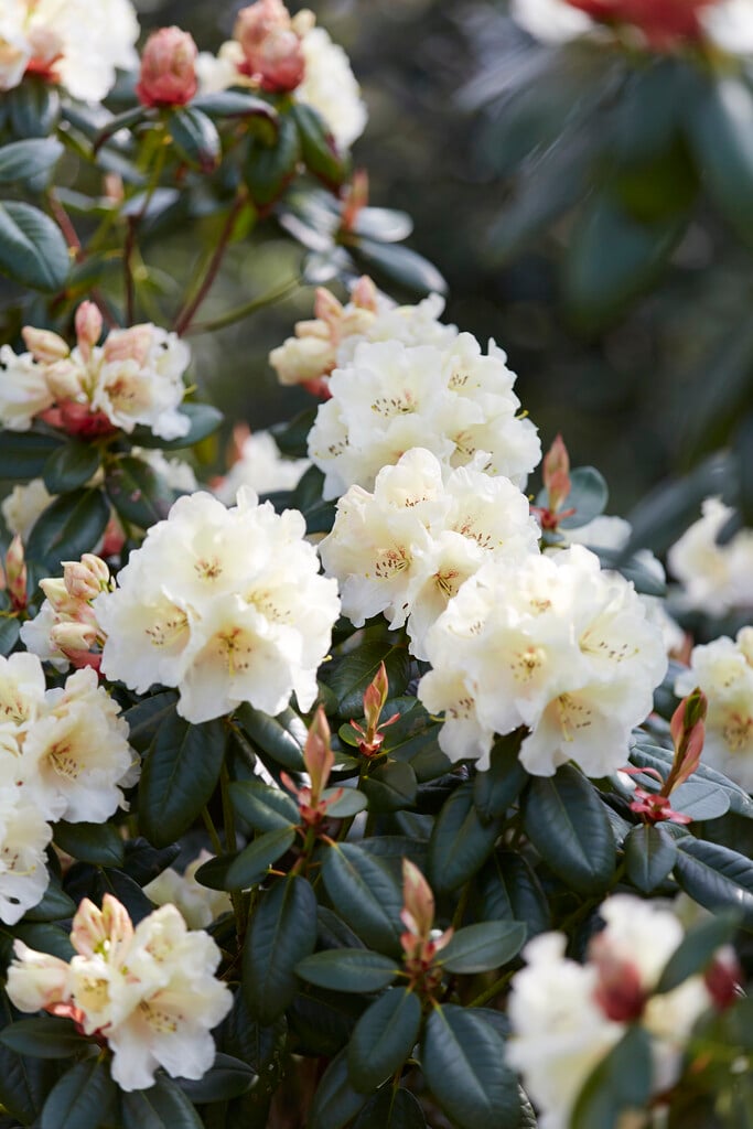 rhododendron 'Rothenburg'