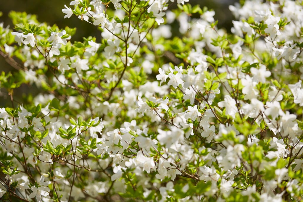 five-leaf rhododendron