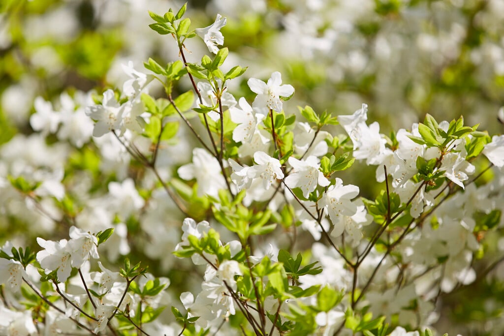 five-leaf rhododendron