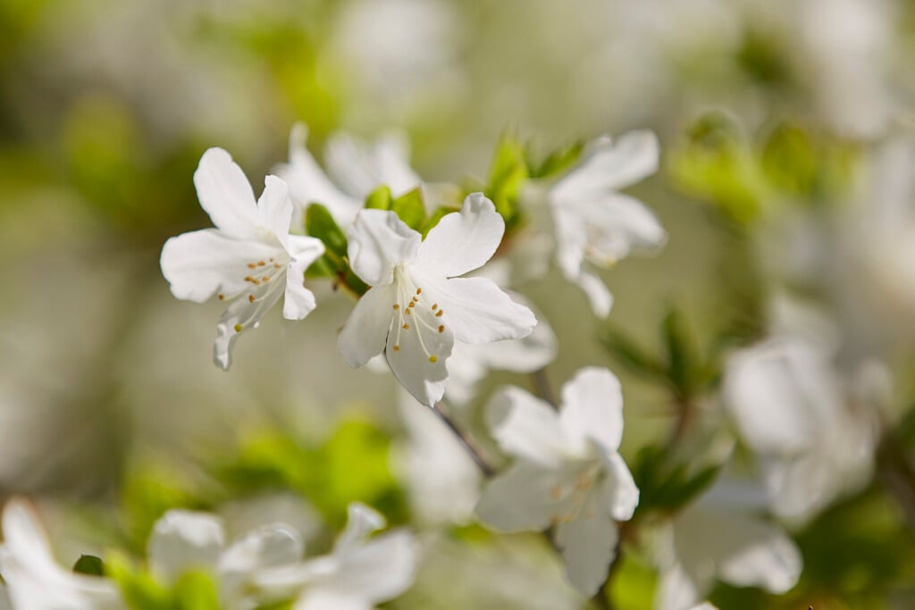 five-leaf rhododendron