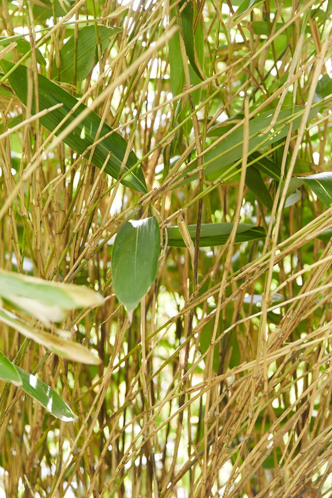 cloud-like broad-leaved bamboo