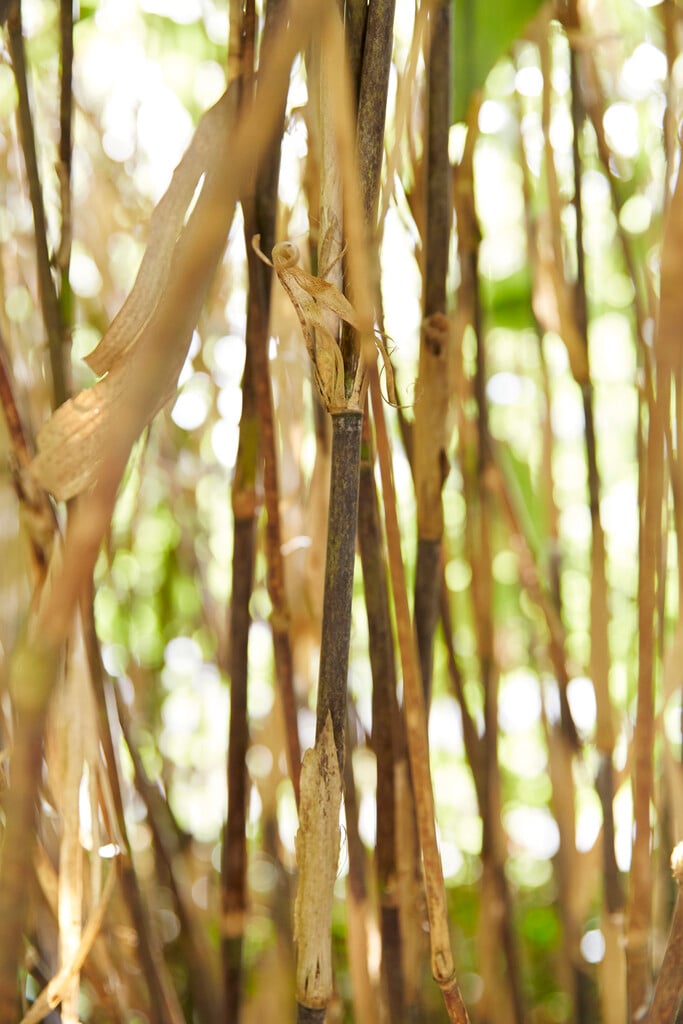 cloud-like broad-leaved bamboo