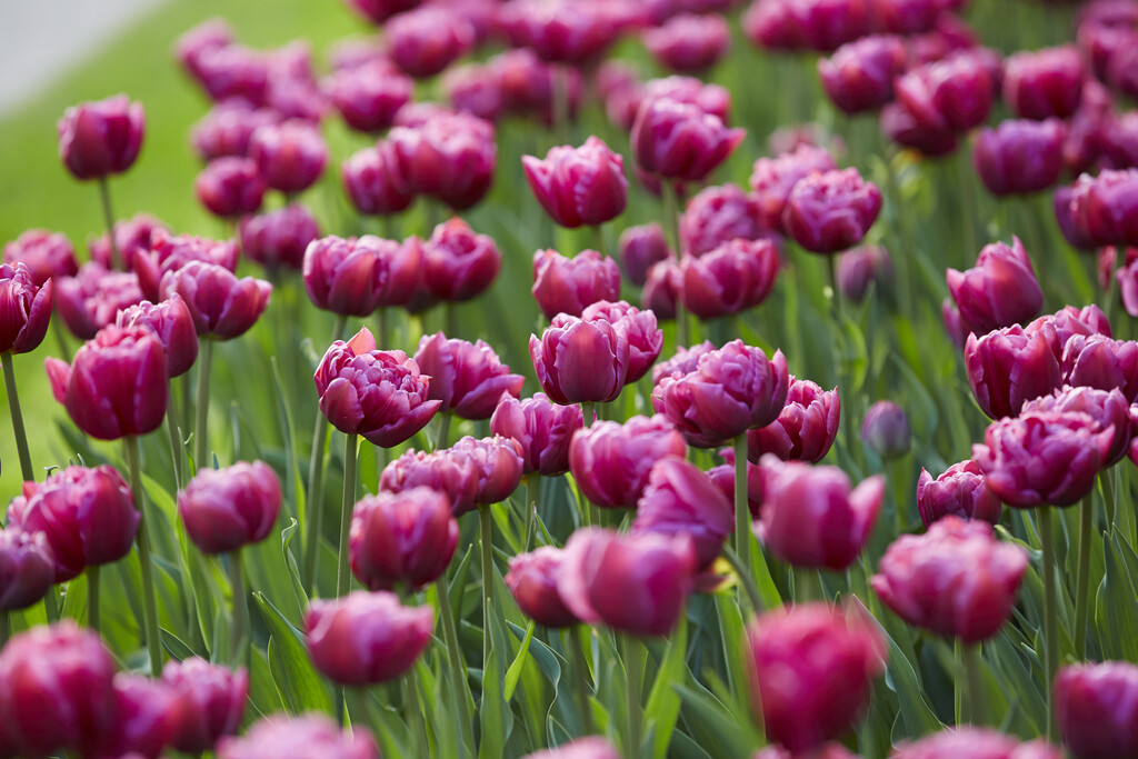 tulip 'Margarita'