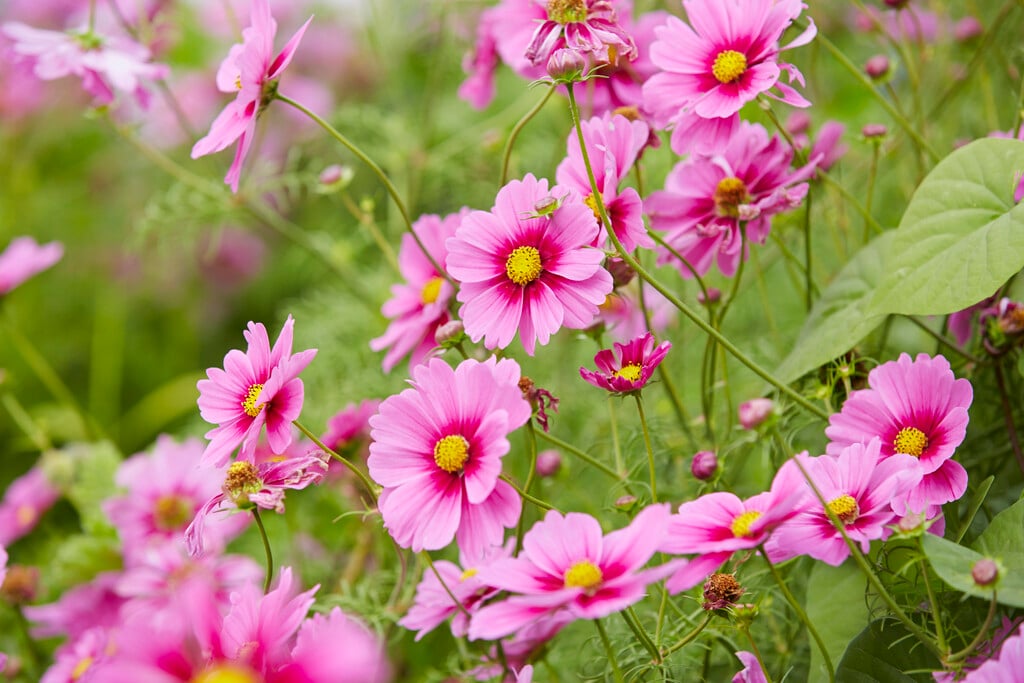 cosmea 'Sonata Pink Blush'