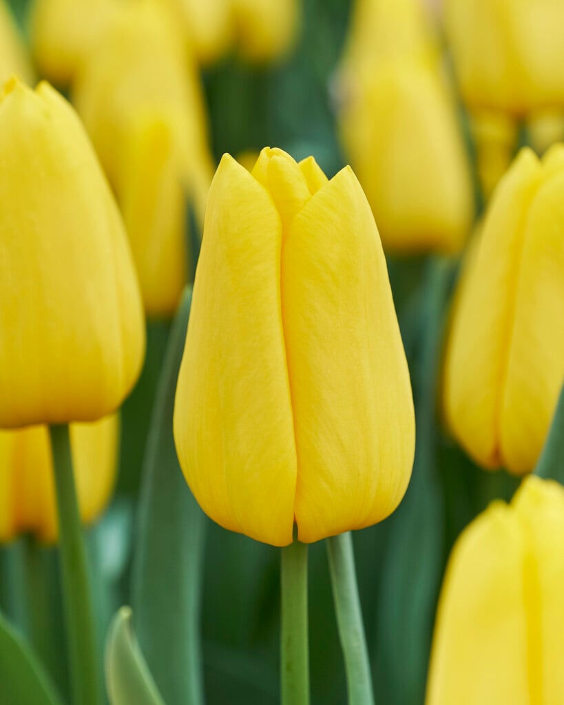 tulip 'Yellow Master'