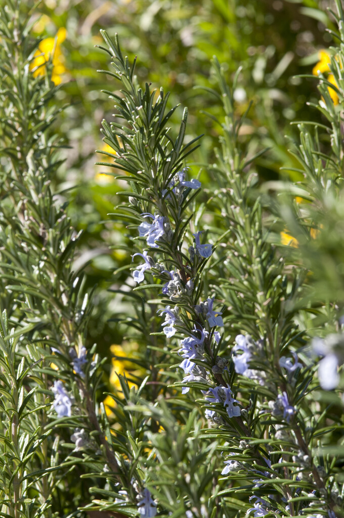 rosemary
