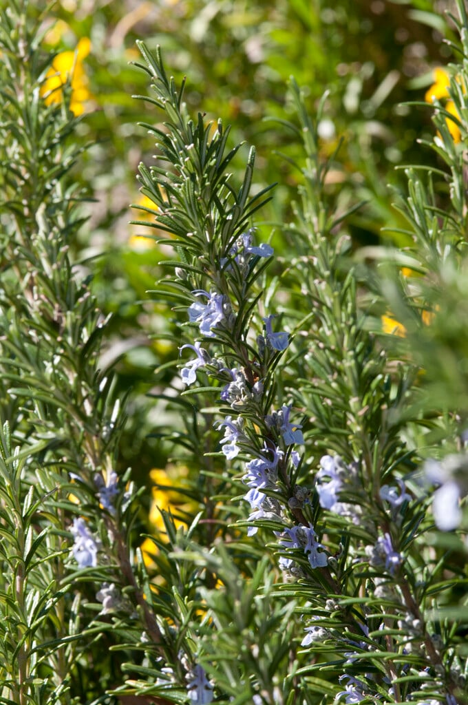 rosemary