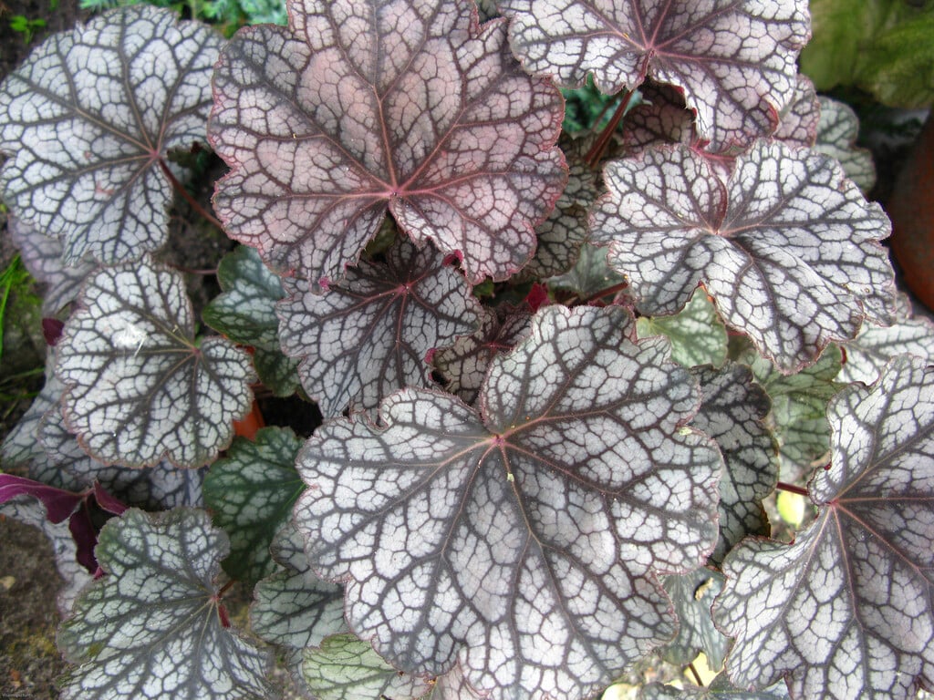 alum root 'Guardian Angel'