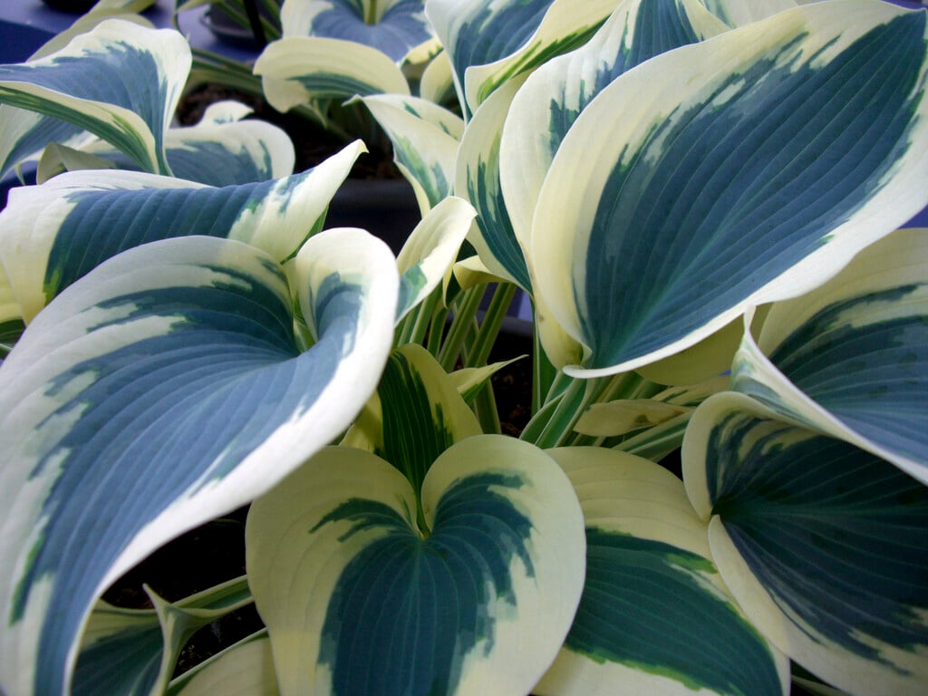 plantain lily 'Blue Ivory'