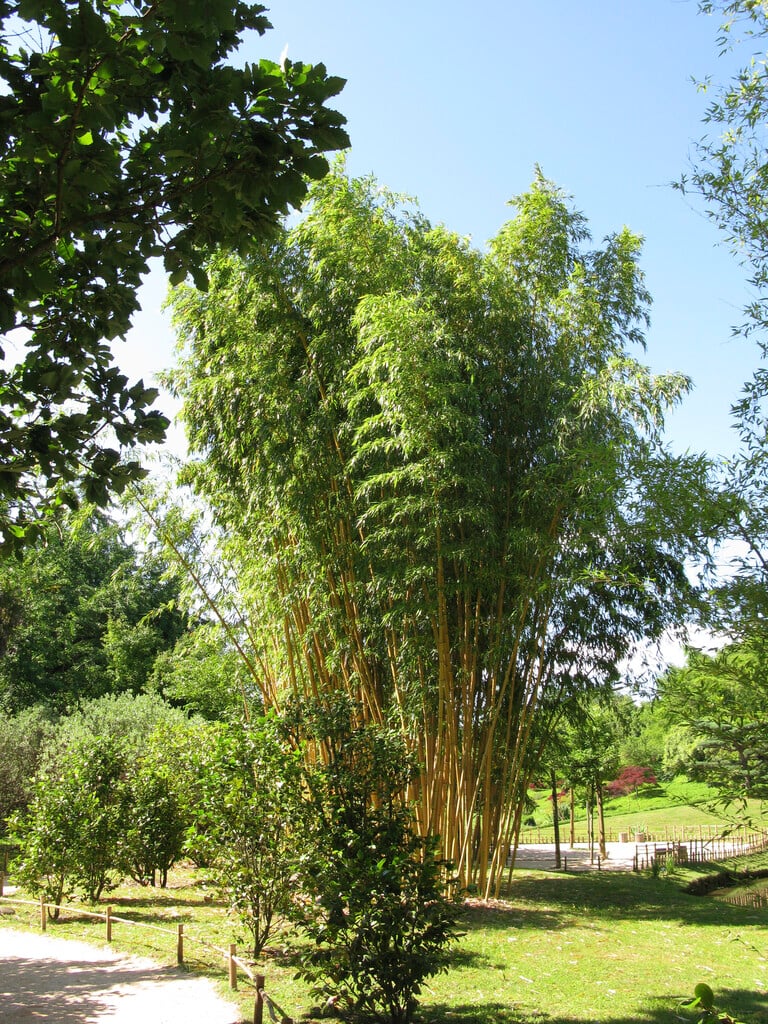 fish-pole bamboo