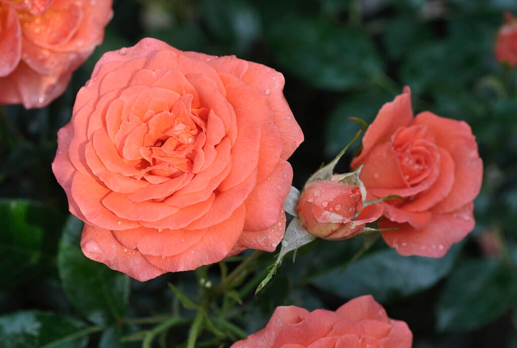 rose [Betty Harkness]