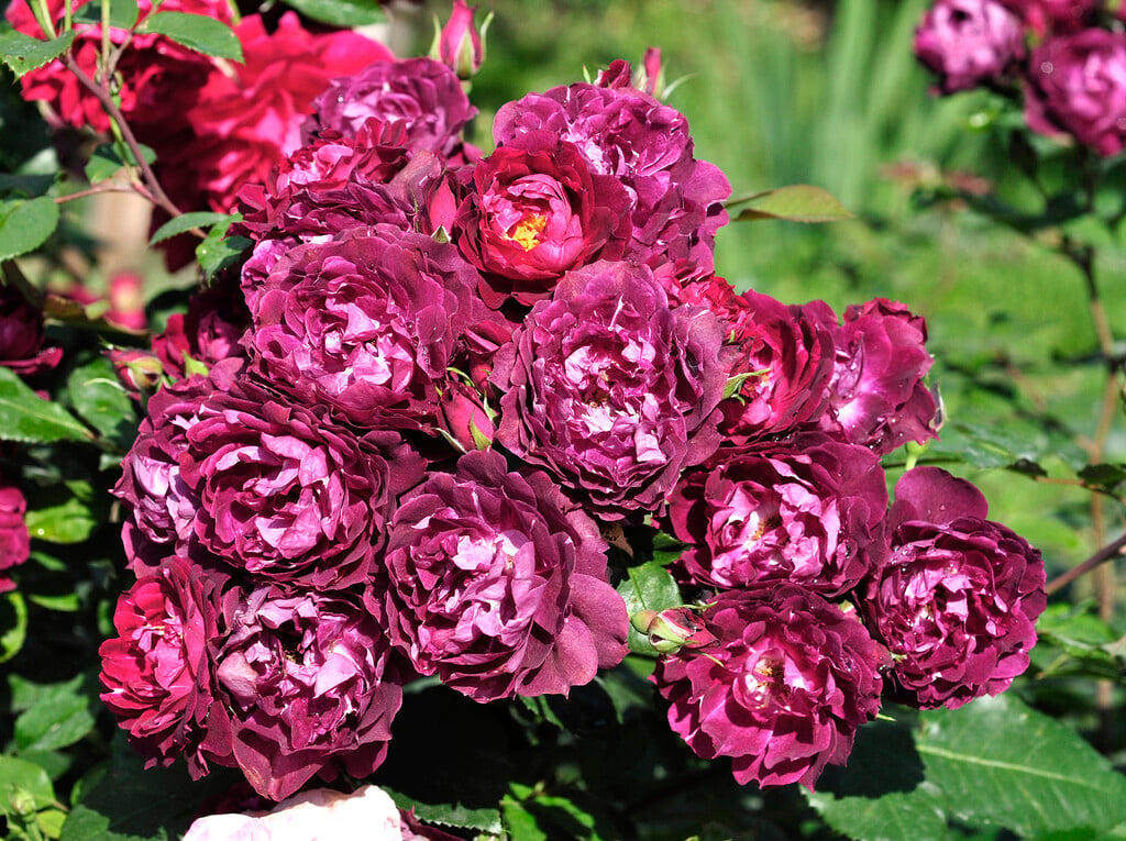 rose [Cardinal Hume]