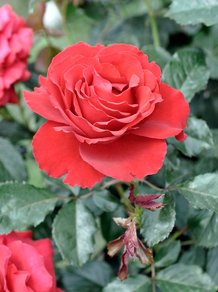 rose [Carris]