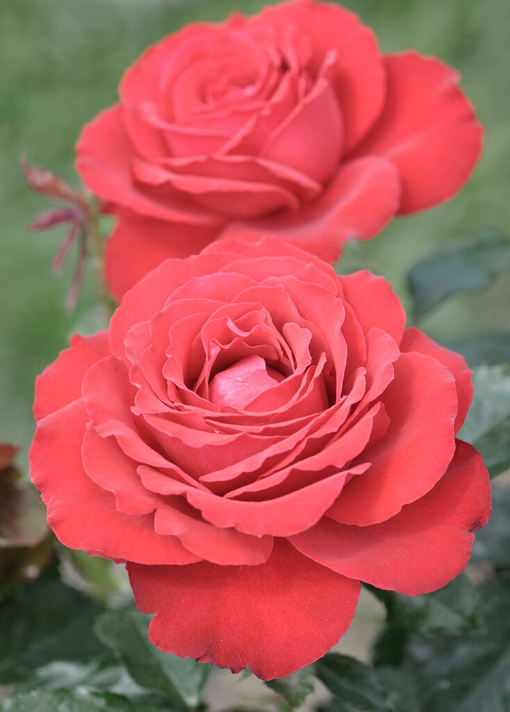 rose [Carris]