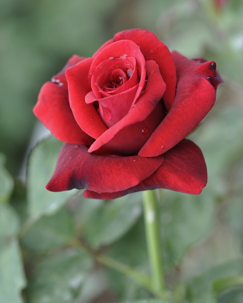 rose [Claret]