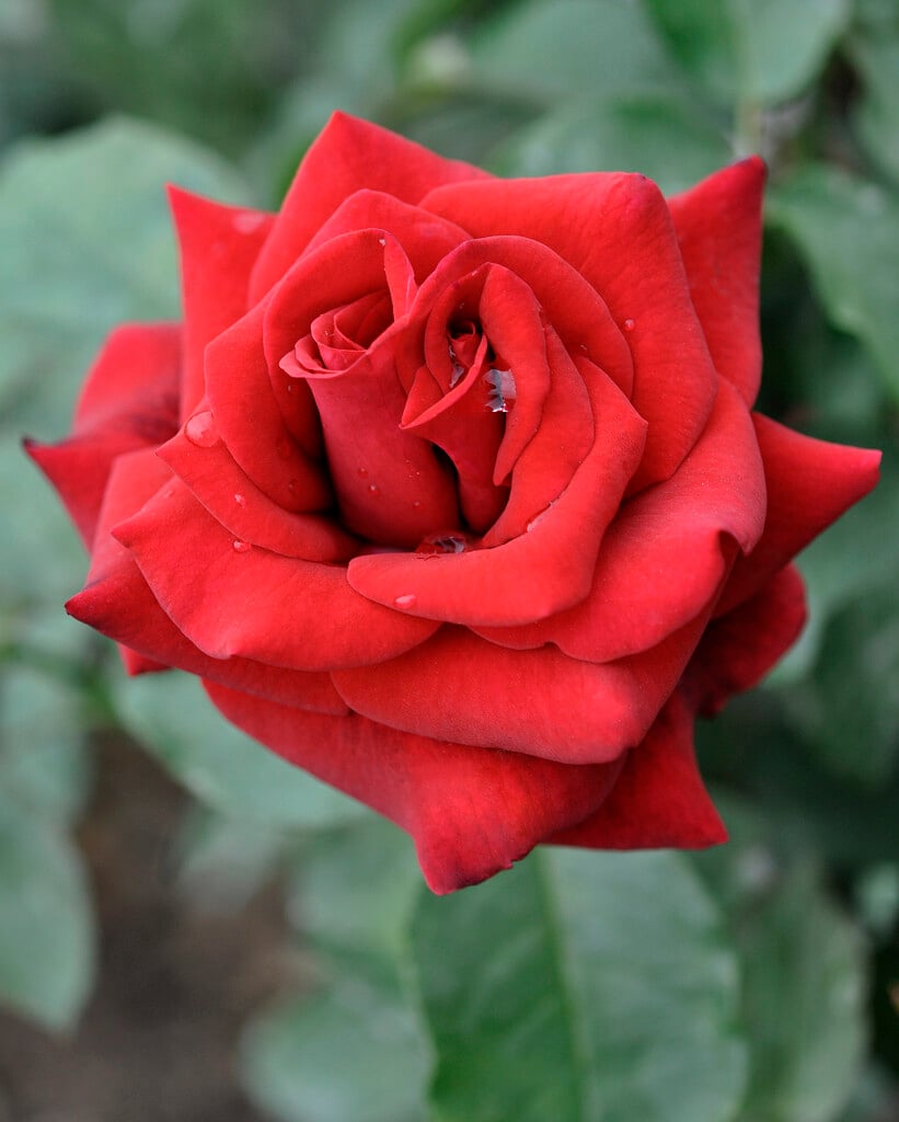 Rosa Claret ('Frykristal'PBR) (HT) Rosa Claret ('Frykristal'PBR) (HT)