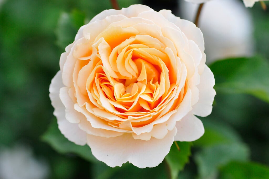 rose [Elizabeth Stuart]