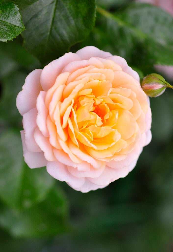 rose [Elizabeth Stuart]