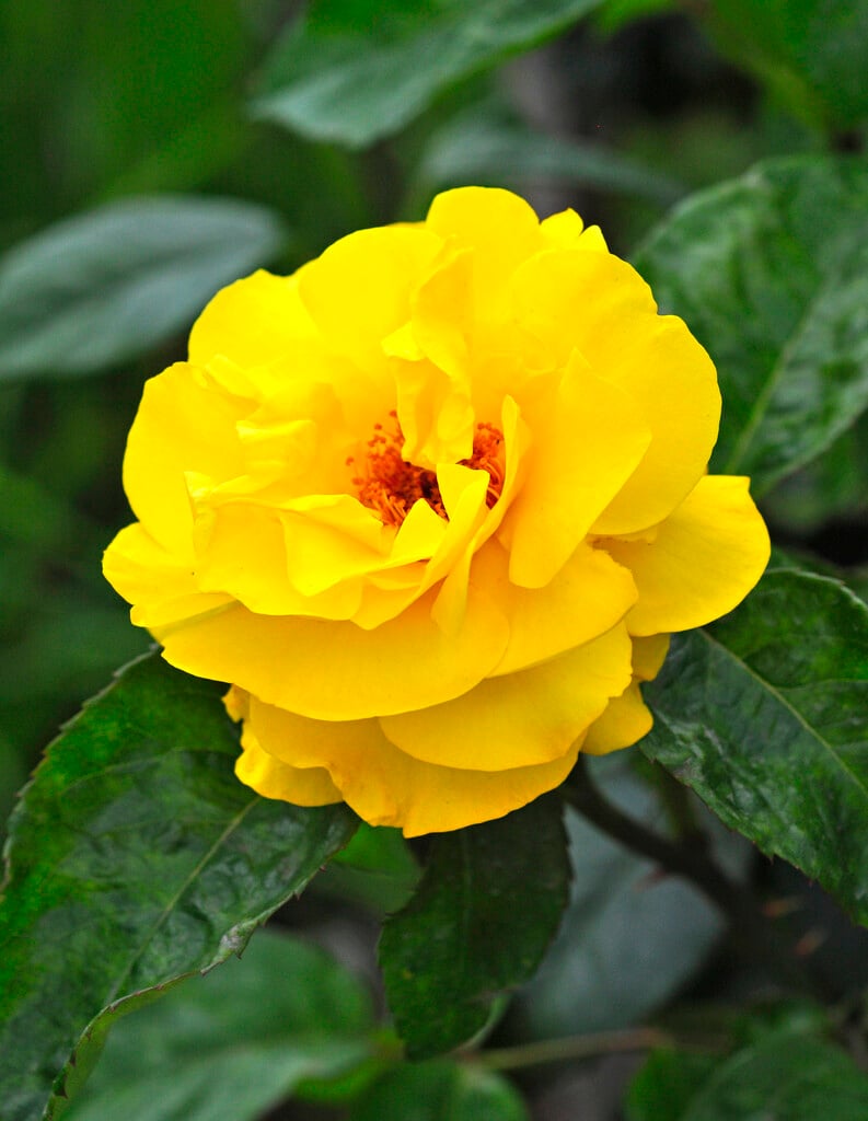 rose [Golden Wedding]