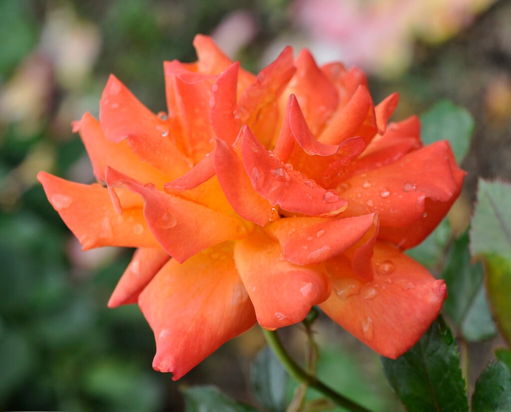 rose [Hallé]