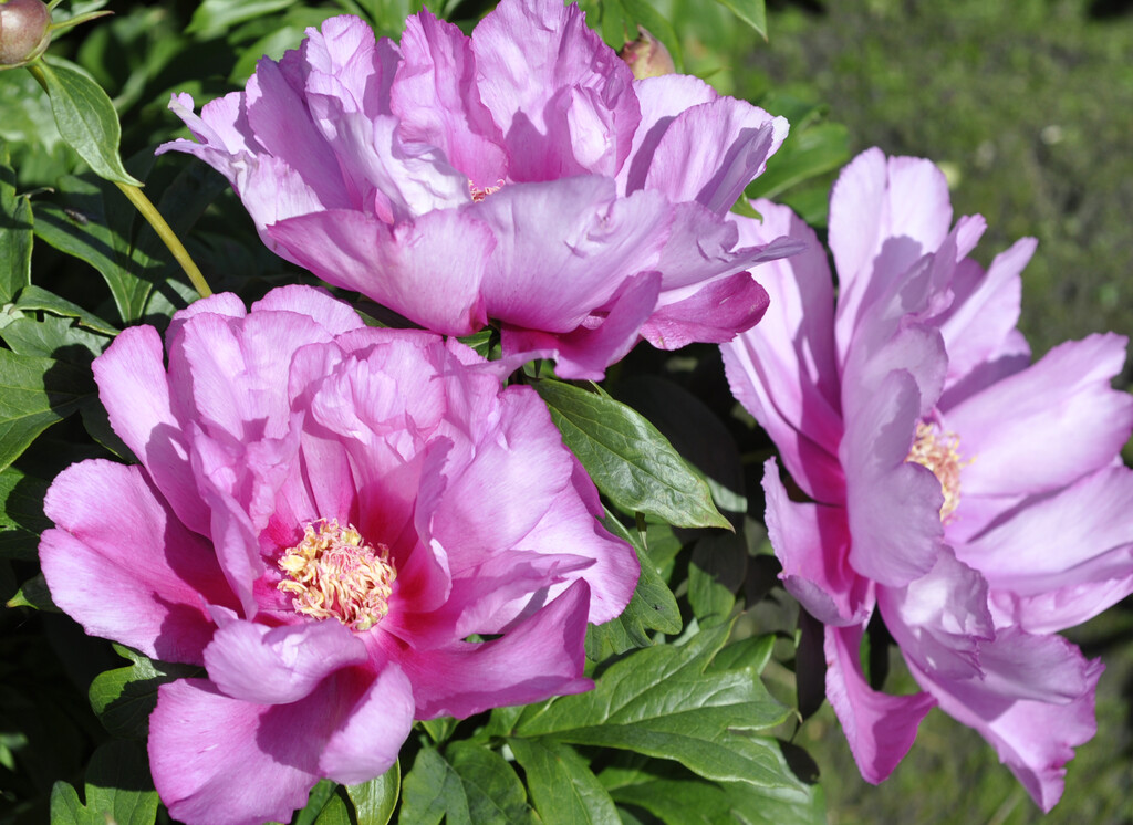 peony 'First Arrival'